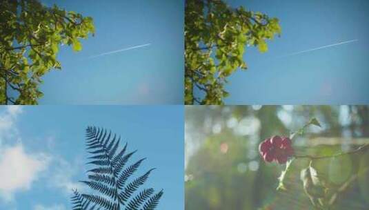 阳光树叶植物光影写意美好空镜绿色叶子夏天高清在线视频素材下载