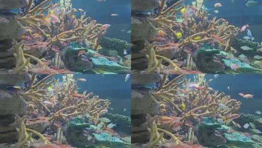 海底世界珊瑚礁鱼群高清在线视频素材下载