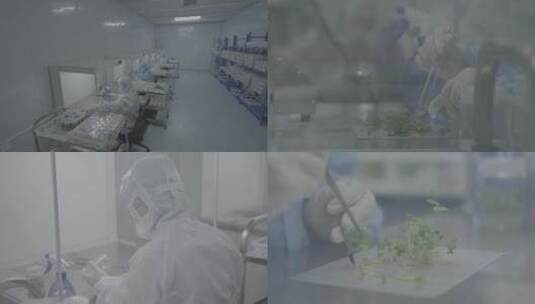 农业草莓育苗实验室log素材高清在线视频素材下载