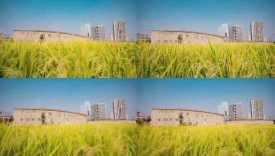 长沙_隆平水稻博物馆高清在线视频素材下载