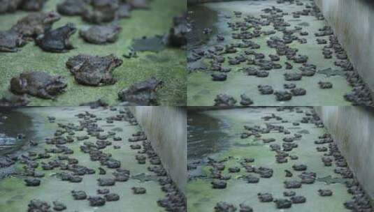 石蛙生态养殖高清在线视频素材下载