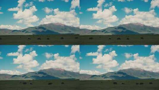 西藏牦牛蓝天白云高清在线视频素材下载