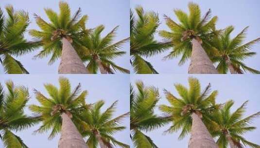 海南三亚大海黄昏椰树椰林沙滩风光高清在线视频素材下载