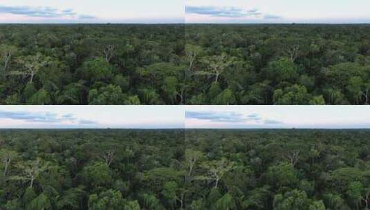 秘鲁无人机鸟瞰图在亚马逊雨林中上升，显示高清在线视频素材下载