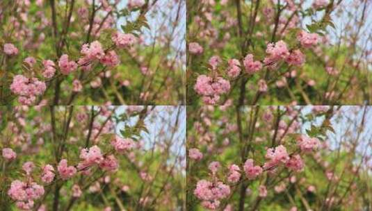 春分时节盛开的日本晚樱花实拍高清在线视频素材下载