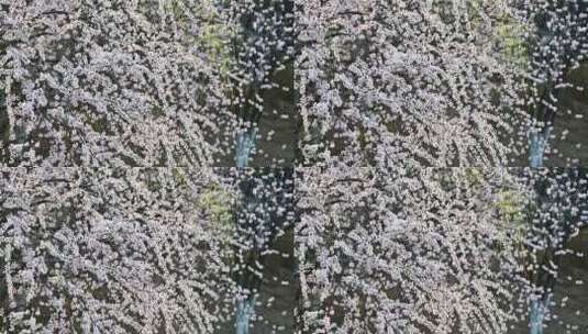春天阳光下盛开的桃花花朵升格慢镜头高清在线视频素材下载