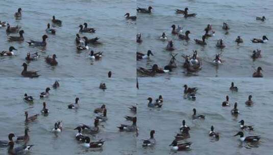海面上成群野鸭 2354高清在线视频素材下载