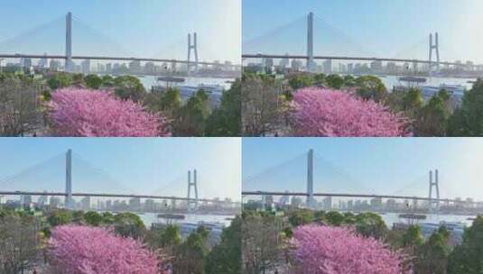 2024南浦大桥樱花 上海春天 春分上海高清在线视频素材下载