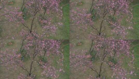 春天樱花盛开航拍高清在线视频素材下载