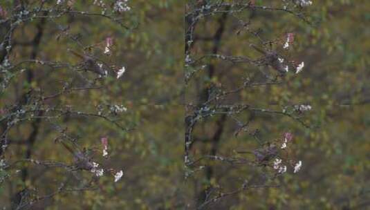秋天的树和树上觅食的鸟儿高清在线视频素材下载