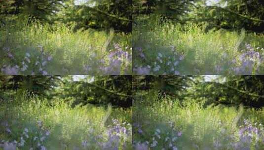 绿色森林草坪植物野花二月兰紫色视频素材高清在线视频素材下载