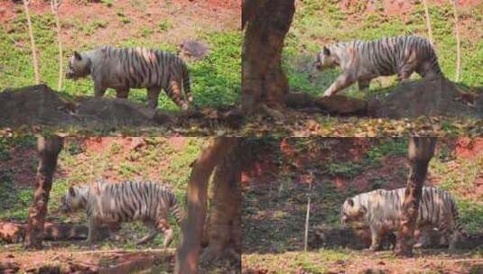 动物园的白虎高清在线视频素材下载