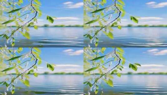 【竖屏】波光粼粼的水面和岸边微动的树枝高清在线视频素材下载