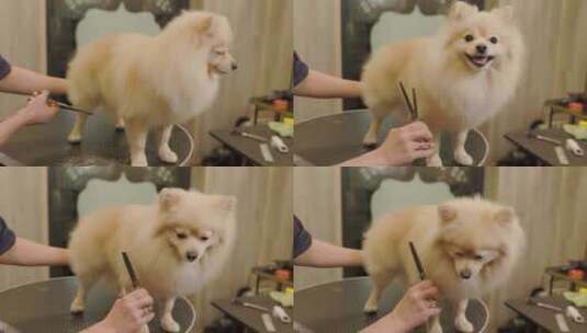美容师在狗狗水疗中心用剪刀稀释浓密的狗毛高清在线视频素材下载