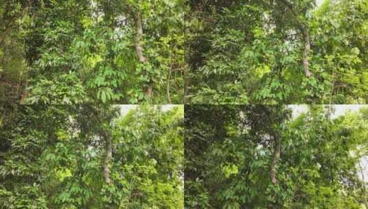云南热带雨林风光高清在线视频素材下载