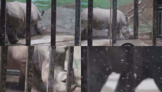 动物园里的白犀牛高清在线视频素材下载
