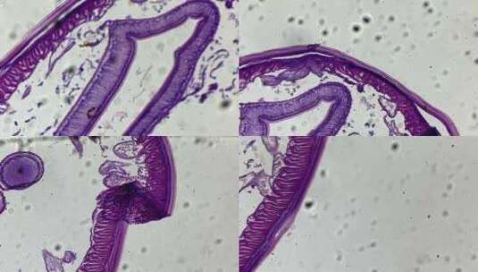 显微镜下的蛔虫切片高清在线视频素材下载