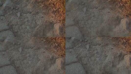 土壤，地面，草，灰尘高清在线视频素材下载