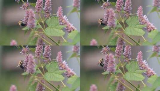 蜜蜂，昆虫，授粉，蜜蜂高清在线视频素材下载