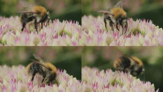 Carder Bee，昆虫，授粉，石杉高清在线视频素材下载