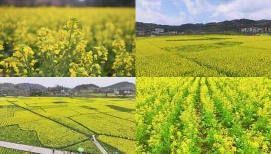 乡村旅游油菜节4k素材高清在线视频素材下载