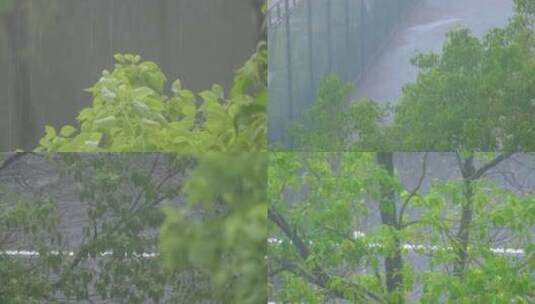 城市下暴雨倾盆大雨下雨天雨水雨滴植物树叶高清在线视频素材下载