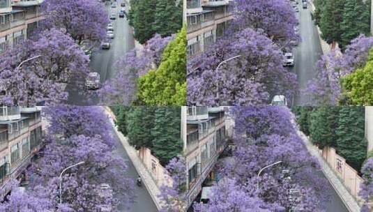 昆明教场路蓝花楹高清在线视频素材下载