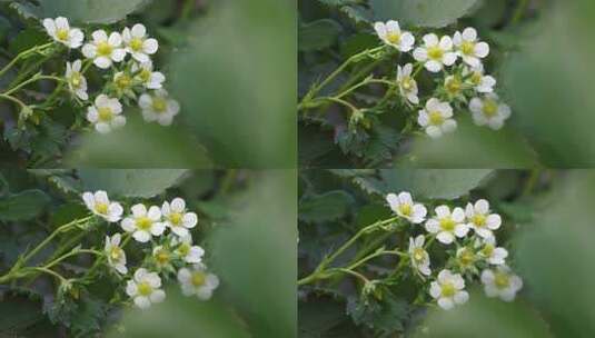 草莓园 农田 农业作物 水果 绿色植物 温室高清在线视频素材下载