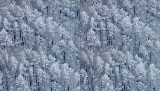 冬季雪山雾凇雪松树挂景观高清在线视频素材下载