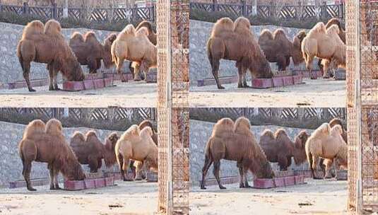 骆驼 动物 野生动物 生命高清在线视频素材下载