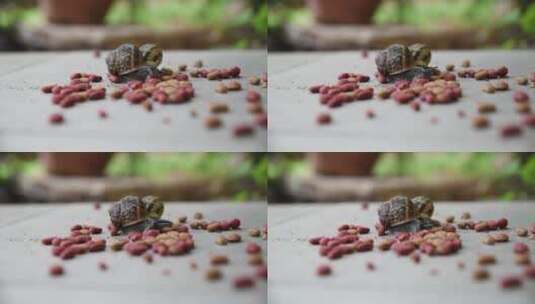 趴在食物中间的两只蜗牛高清在线视频素材下载