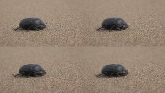 沙子里的甲虫高清在线视频素材下载
