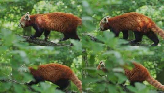 森林栖息地的可爱熊猫高清在线视频素材下载