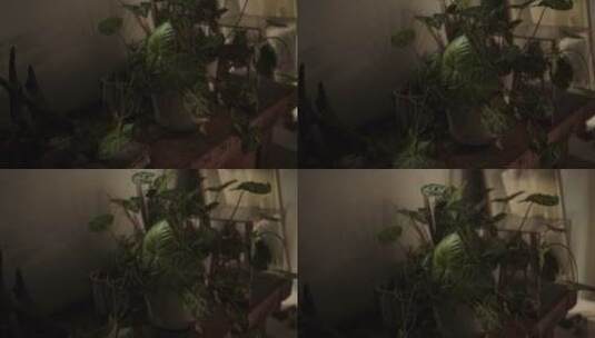 室内的盆栽高清在线视频素材下载