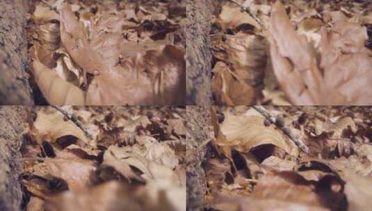地上枯黄树叶高清在线视频素材下载