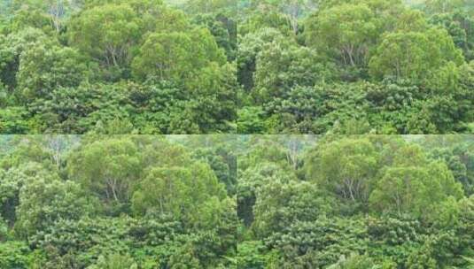 绿色树林森林高清在线视频素材下载