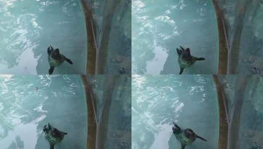 水里面的动物高清在线视频素材下载