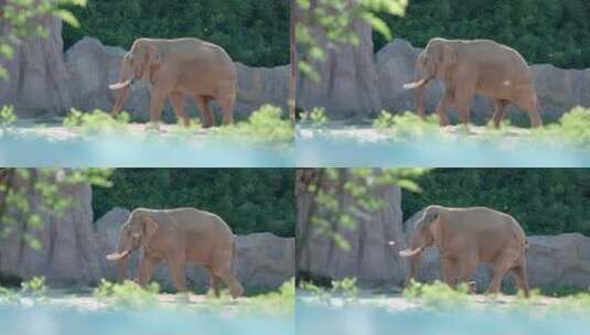 亚洲象实拍高清在线视频素材下载