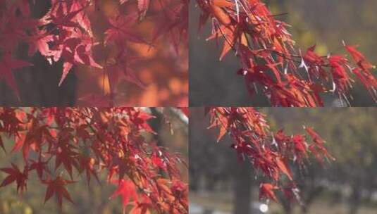 金秋亮丽的红色枫树叶红叶高清在线视频素材下载