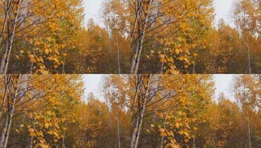 深秋 金色桦树林 秋意浓浓 优美画卷 4k高清在线视频素材下载