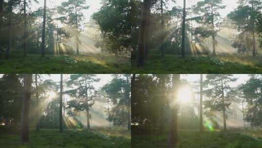 清晨阳光透过树林高清在线视频素材下载