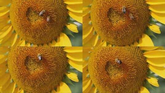 向日葵上的蜜蜂高清在线视频素材下载