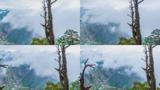 大山里的枯树景观高清在线视频素材下载