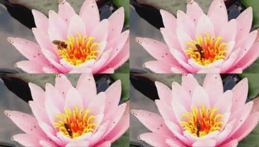以莲花为食的蜜蜂高清在线视频素材下载