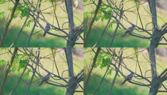 乡村苦楝树上的珠颈斑鸠野生动物飞鸟高清在线视频素材下载