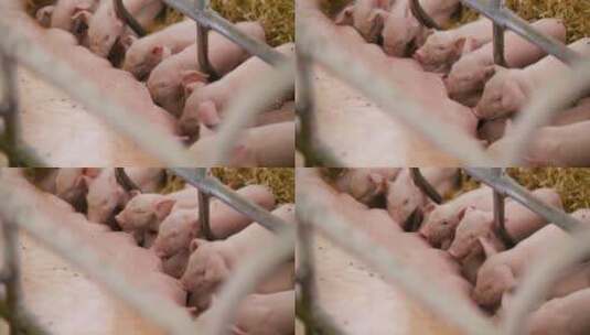 养殖场围栏里的猪高清在线视频素材下载