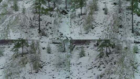 航拍森林冰雪高清在线视频素材下载