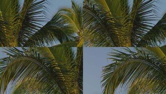 棕榈树_热带海边树木高清在线视频素材下载