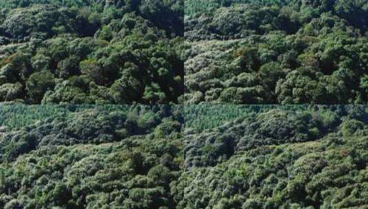 航拍原始森林高清在线视频素材下载