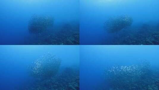 海底鱼群 沙丁鱼风暴高清在线视频素材下载